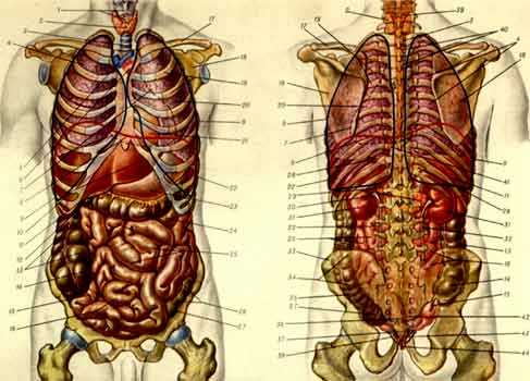 Физическое тело человека. Внутренние органы - 28981 B